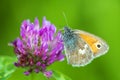 Meadow brown on a flower