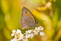 Meadow Brown, Maniola jurtina