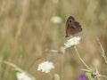 The meadow brown Maniola jurtina butterfly sitting on a flower Royalty Free Stock Photo