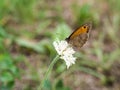 The meadow brown Maniola jurtina butterfly sitting on a flower Royalty Free Stock Photo