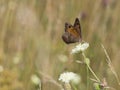 The meadow brown Maniola jurtina butterfly sitting on a flower Royalty Free Stock Photo