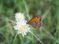 The meadow brown Maniola jurtina butterfly sitting on a flower Royalty Free Stock Photo