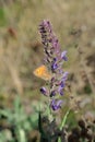 The meadow brown Maniola jurtina butterfly sitting purple sage flower, soft blurry grass background Royalty Free Stock Photo