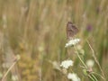 The meadow brown Maniola jurtina butterfly sitting on a flower Royalty Free Stock Photo