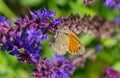 Meadow brown Maniola jurtina butterfly sucking nectar Royalty Free Stock Photo