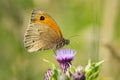 Meadow Brown Maniola jurtina feeding on Thistle flowers Royalty Free Stock Photo