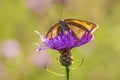 Meadow Brown Maniola jurtina feeding on Thistle flowers Royalty Free Stock Photo