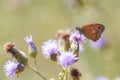 Meadow Brown Maniola jurtina feeding on Thistle flowers Royalty Free Stock Photo