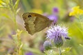 Meadow Brown, Maniola jurtina, feeding on Thistle flowers Royalty Free Stock Photo