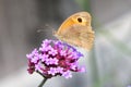 Meadow Brown Butterfly