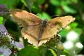 Meadow Brown Butterfly