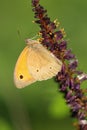 The meadow brown Maniola jurtina sitting on the flower. Yellow butterfly on a purple flower of a meadow plant Royalty Free Stock Photo