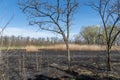 Meadow with burnt dry grass and black ash. Field with scorched reed grass. Royalty Free Stock Photo