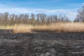 Meadow with burnt dry grass and black ash. Field with scorched reed grass. Royalty Free Stock Photo