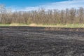 Meadow with burnt dry grass and black ash. Field with scorched reed grass. Royalty Free Stock Photo