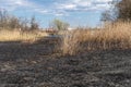 Meadow with burnt dry grass and black ash. Field with scorched reed grass. Royalty Free Stock Photo