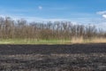 Meadow with burnt dry grass and black ash. Field with scorched reed grass. Royalty Free Stock Photo