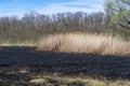 Meadow with burnt dry grass and black ash. Field with scorched reed grass. Royalty Free Stock Photo