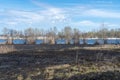 Meadow with burnt dry grass and black ash. Field with scorched reed grass. Royalty Free Stock Photo