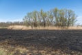 Meadow with burnt dry grass and black ash. Field with scorched reed grass. Royalty Free Stock Photo