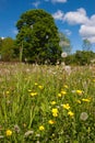 Meadow buttercup