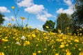 Meadow buttercup Royalty Free Stock Photo