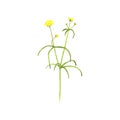 Meadow buttercup flower, drawing by colored pencils Royalty Free Stock Photo