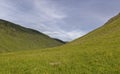 Meadow Buttercup and Lesser Spearwort carpet the valley sides of Glen Doll