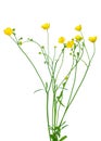 Meadow buttercup Ranunculus acris flower