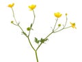 Meadow buttercup Ranunculus acris flower