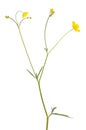 Meadow buttercup Ranunculus acris flower