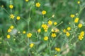 Meadow buttercup yellow flowers Royalty Free Stock Photo