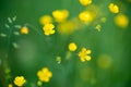 Meadow buttercup yellow flowers Royalty Free Stock Photo