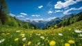 Meadow with buttercups and dandelions