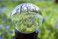 Crystal glass ball sphere reveals meadow of flowers with macro view