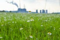 Meadow with camomile Royalty Free Stock Photo