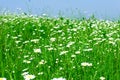 Meadow: Camomile flowers Royalty Free Stock Photo