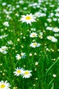 Meadow: Camomile flowers Royalty Free Stock Photo