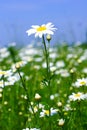 Meadow: Camomile flowers Royalty Free Stock Photo