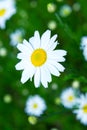 Meadow: Camomile flowers Royalty Free Stock Photo