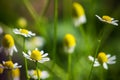 Meadow camomile, nature background Royalty Free Stock Photo