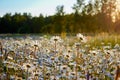 The meadow with camomiles a summer evening joyful landscape. Beautiful daisy flowers in sunny light in grassland. Royalty Free Stock Photo