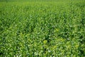 Meadow with canola flowers getting ready to bloom Royalty Free Stock Photo