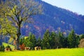 Meadow with cattle under a tree and autumnal mountain forest in the background Royalty Free Stock Photo