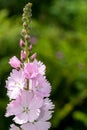 Meadow checker mallow sidalcea campestris flowers