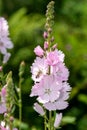 Meadow checker mallow sidalcea campestris flowers