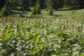 Meadow with chervil and sorrel