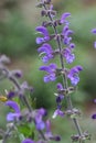Meadow clary or meadow sage flower Royalty Free Stock Photo