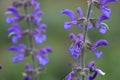 Meadow clary or meadow sage flower Royalty Free Stock Photo