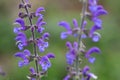Meadow clary or meadow sage flower Royalty Free Stock Photo
